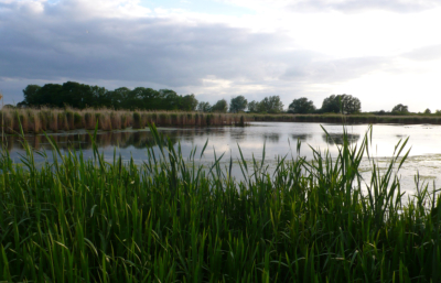 durch Grabenstau entstandenes Flachgew�sser am Unteruckersee