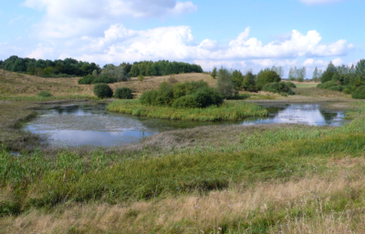 Rienbruch westl. Kuhzer See