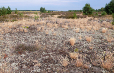 Flechten-Silbergras-Flur und Trockenheide am Flughafen Gro�-D�lln