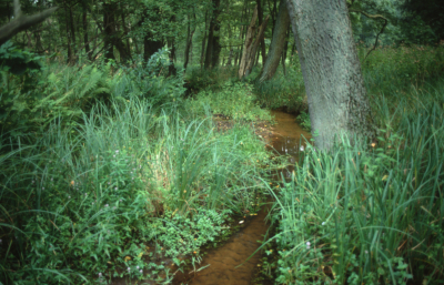 Alt-Zeschdorfer M�hlenflie�